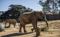 The elephants in the Johannesburg zoo are the last in an urban zoo environment on the entire continent, campaigners say
