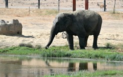 An Asian elephant drinks from a pond at the Safari Madrid wildlife park in Aldea del Fresno, west of Madrid