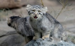 Pallas's cat kittens, a species considered to be the world's oldest living feline, are seen in their enclosure at Kobe Animal Kingdom