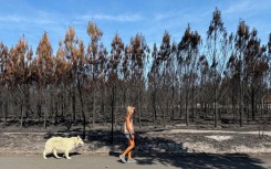 The Arcachon fire incinerated some 42,000 hectares (104,000 acres) of pine forest along the Atlantic coastline, destroying some 240 homes in its wake