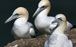 Gannets nesting in northern England