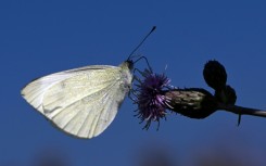 Butterflies are adapting to climate change by adjusting the geographic range where they live and breed.