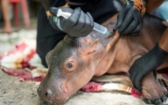 Veterinarians treated it for 'advanced dehydration and malnutrition,' authorities said