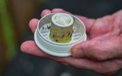 Wolbachia bacteria is being used in a bid to control mosquito populations