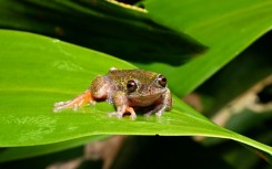 Nicknamed the 'coffee frog,' the species has another distinctive trait: males have a translucent throat that inflates with their short, high-pitched call 