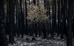 The aftermath of a forest fire in southwest France in August. Wildfires are 'the fastest-growing weather peril globally', Swiss Re says
