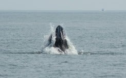 A humpback whale surfaces in the Atlantic Ocean off the coast of New York City on August 13, 2026