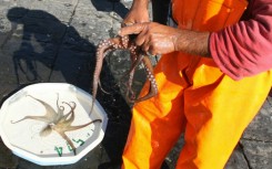 Scientists hope the 'Octo-Blu' project will grow the population of octopuses -- to prey upon the blue crabs