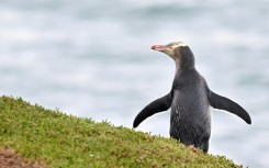 New Zealand has passed legislation that blocks a climate-related court case against six high-profile companies