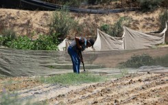 A farmer works in a field near the Al Qarara Seed Bank, in Deir el-Balah, central Gaza Strip