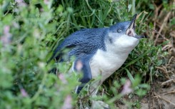 Little penguins in Australia are at risk from H5N1 avian influenza