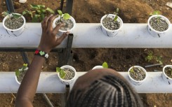 Using organic insect-based fertiliser helps avoid soil degradation, which is widespread in east Africa