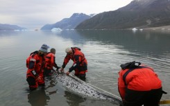 This August 2017 photo provided by The Greenland Institute of Natural Resources shows a narwhal being tagged by scientists in Hjornedal, Scoresby Sound, Greenland