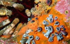 A rich collection of living and fossilized corals is present in the Galapagos Islands, the volcanic archipelago off the west coast of Ecuador, right at the heart of the eastern Pacific El Nino zone.