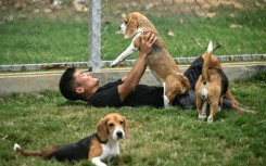 A dog handler playing with beagles inside a kennel at the Dognosis facility in Kempohalli village on the outskirts of Bengaluru