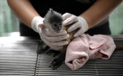 A six month-old leaf monkey that was intercepted by the Wildlife Crime Intelligence Unit at Suvarnabhumi airport