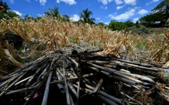 Crops are drying out across Central America due to the El Nino climate phenomenon