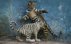 A white tiger cub plays with a sibling at Cuba's National Zoo, which is struggling to care for nearly 1,000 animals amid growing shortages of food, fuel and medicine