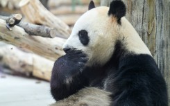 A panda at the Chengdu Research Base of Giant Panda Breeding, where the pair sent to Atlanta departed from