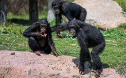 Chimpanzees playing inside an enclosure at the Vantara Wildlife Rescue and Conservation Centre in Jamnagar