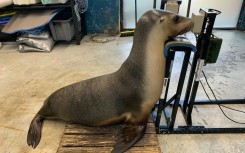 A sea lion during a hearing test at Taronga Zoo in Sydney