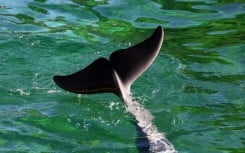 Rocky the dolphin died after being transferred from a shuttered French marine park to one in Spain