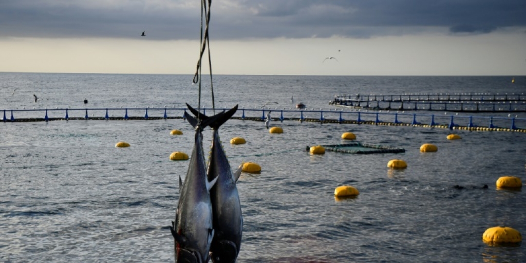 US fishing tournament cheats jailed for 10 days