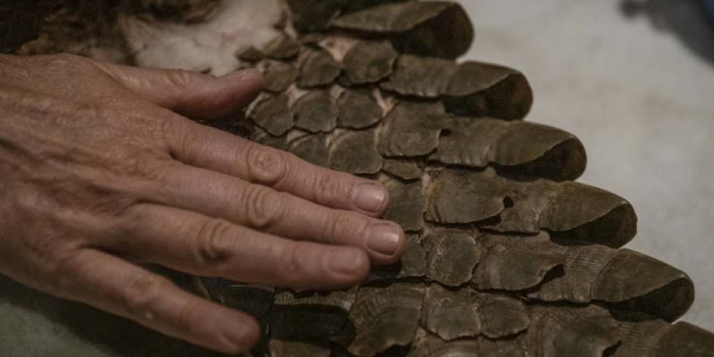 Endangered pangolins get fresh chance in South African clinic - Vimarsana News