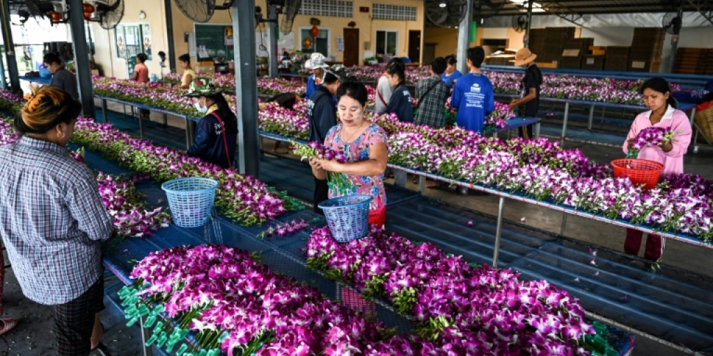 Pandemic, Ukraine war hurts Thai orchid industry - Vimarsana News