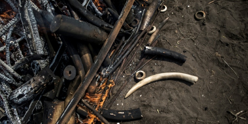 1.5 tonnes of elephant ivory seized in southeast DR Congo - Vimarsana News