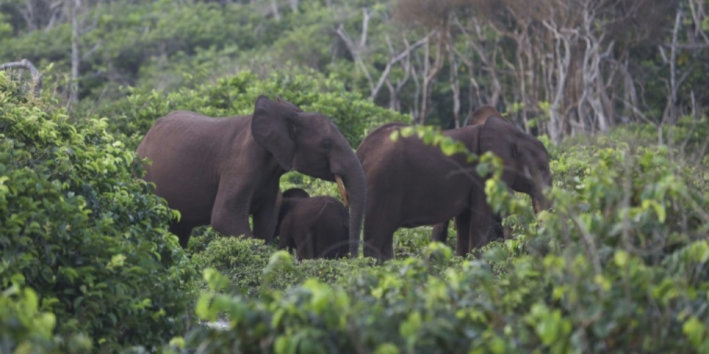 Gabon takes grassroots approach in anti-poaching drive - Vimarsana News