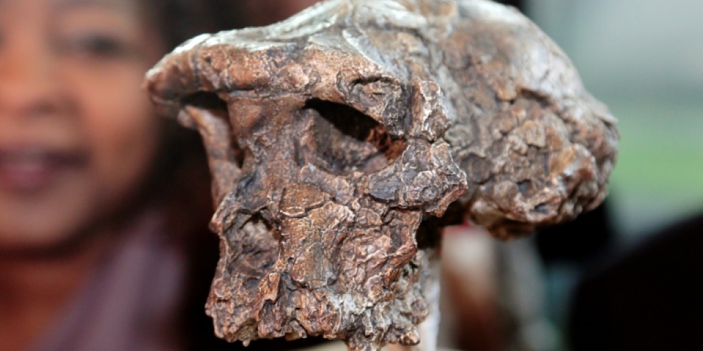 Oldest human relative walked upright 7 mn years ago - study - Vimarsana News