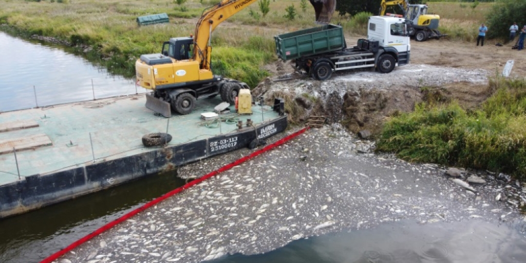 Poland blames toxic algae for Oder river fish kill - Vimarsana News
