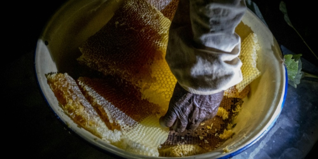 Thugs and tolls burden beekeepers in war-scarred C.Africa - Vimarsana News
