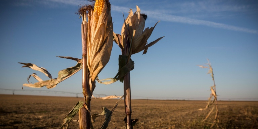EU's next food fight: Regulating gene-edited crops - Vimarsana News