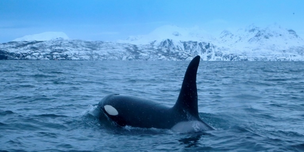 'Surgical' shark-killing orcas fascinate off South Africa - Vimarsana News
