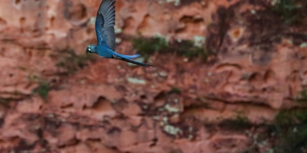 Brazil faces dilemma: Endangered macaw vs wind farm - Vimarsana News